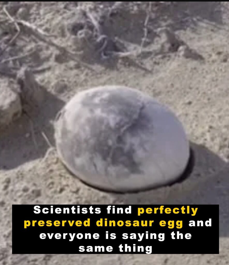 Scientists discover perfectly preserved dinosaur egg