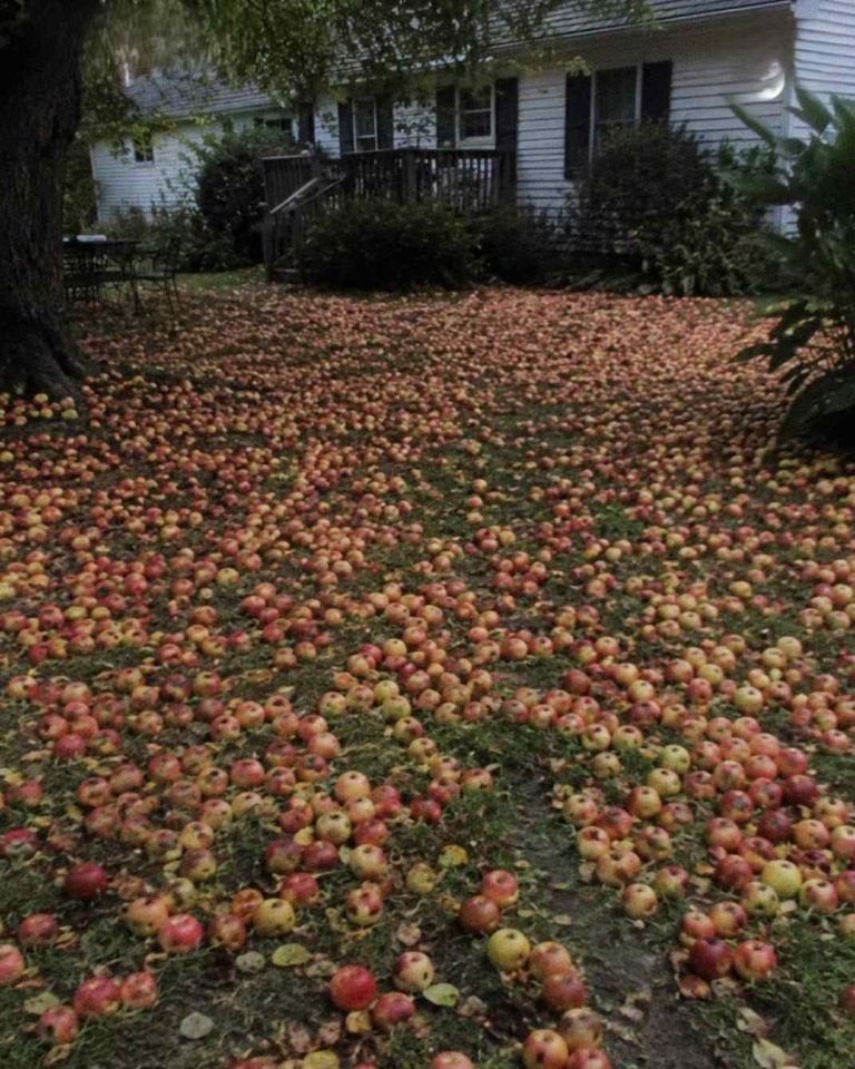 APPLETREE