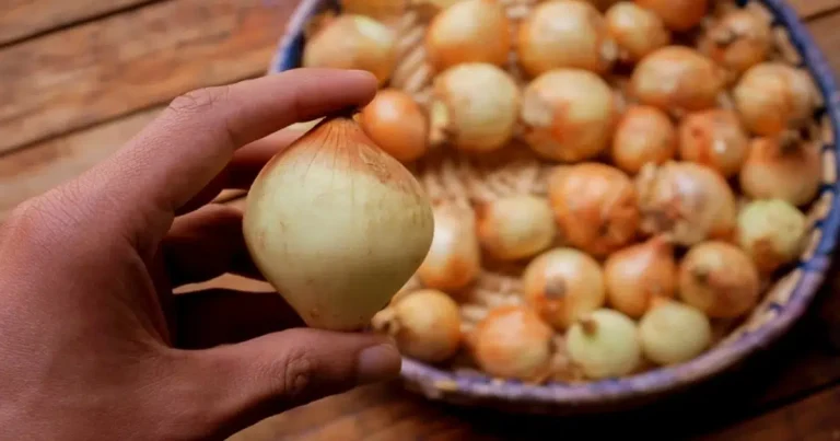 onion image